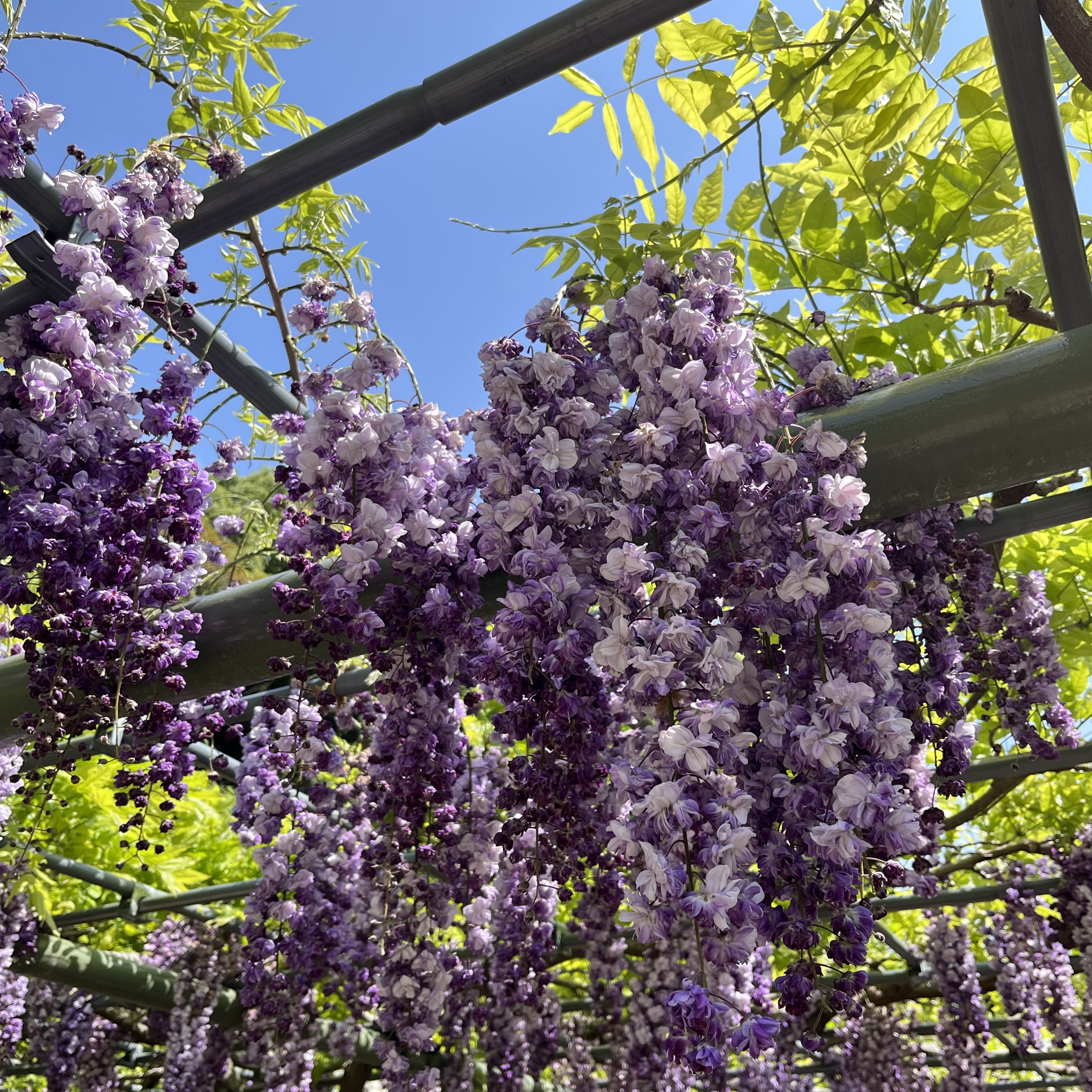 紫藤盛开!滨松花卉公园💐