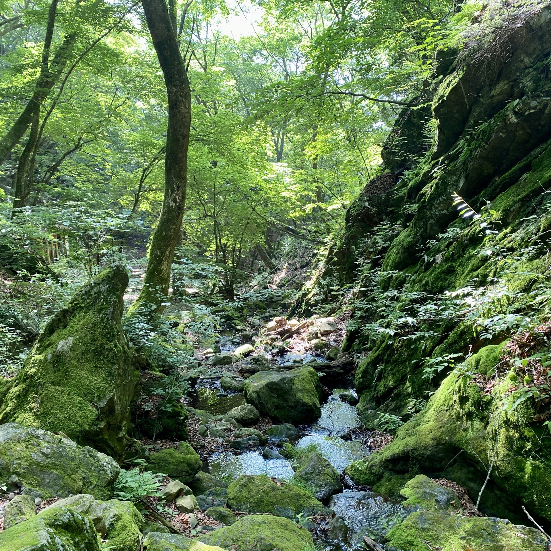 [沐浴负离子!御岳山]３轻松徒步