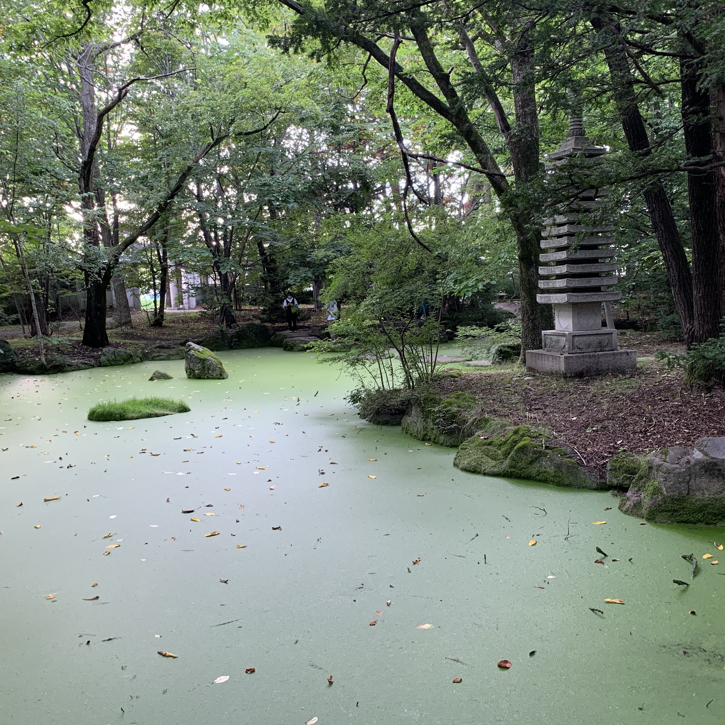 带广神社夏季参拜神秘的绿色池塘和花手水🌺