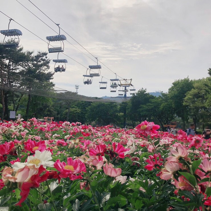 首尔大公园玫瑰节春季约会必修课程