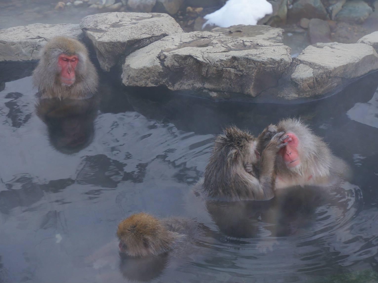长野县著名的温泉泡汤的雪猴🤩🤩