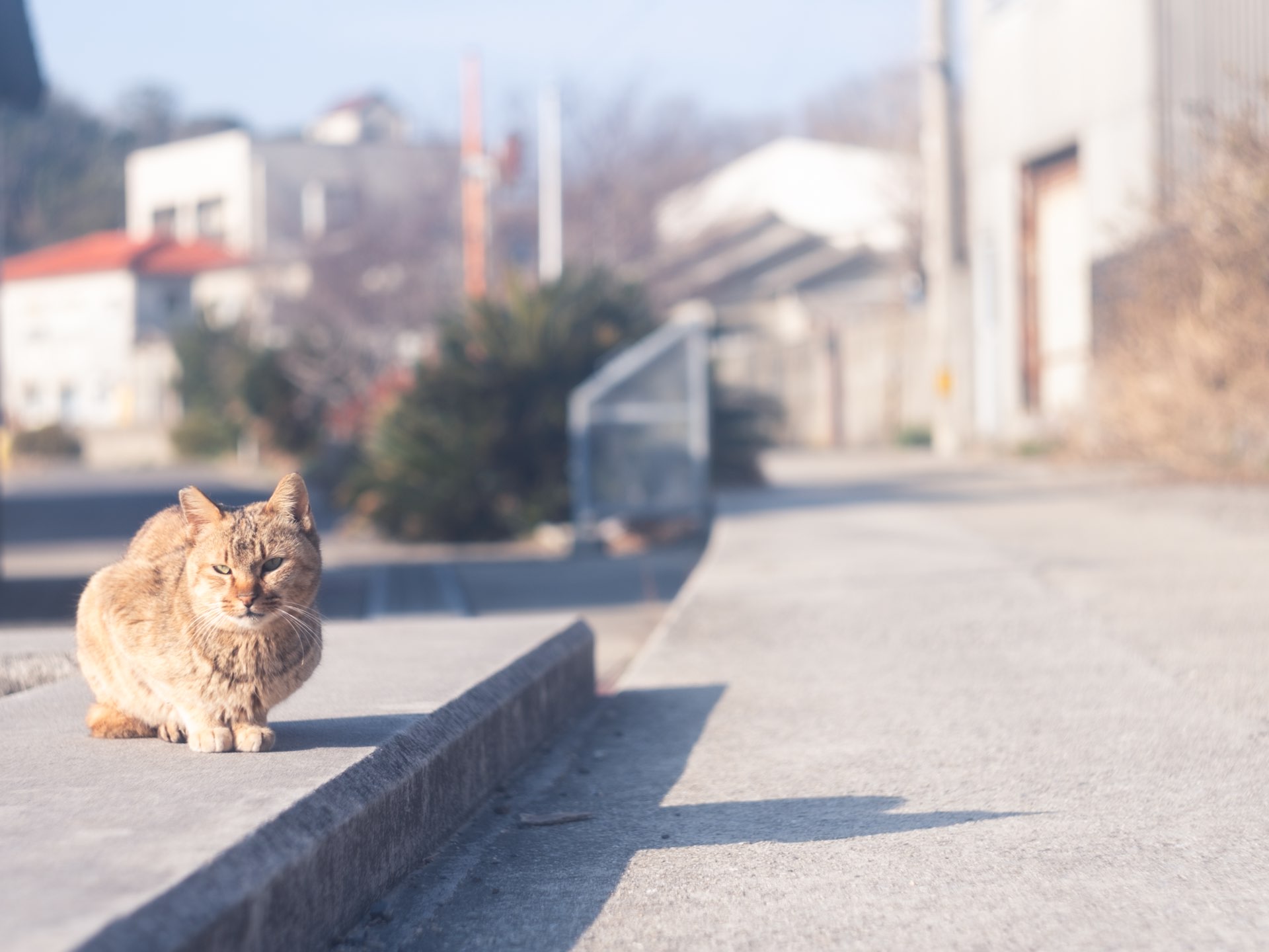 【香川】猫与艺术之岛“男木岛”