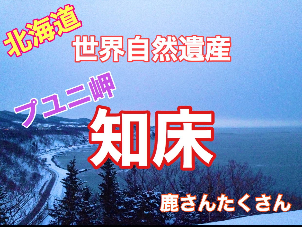 北海道世界自然遗产知床普尤尼角在冬天与鹿嬉戏❗️