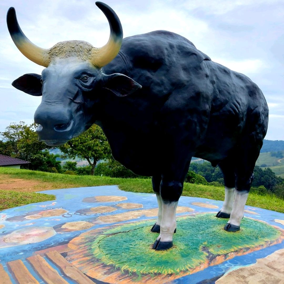 泰国的公牛观景点离曼谷不远