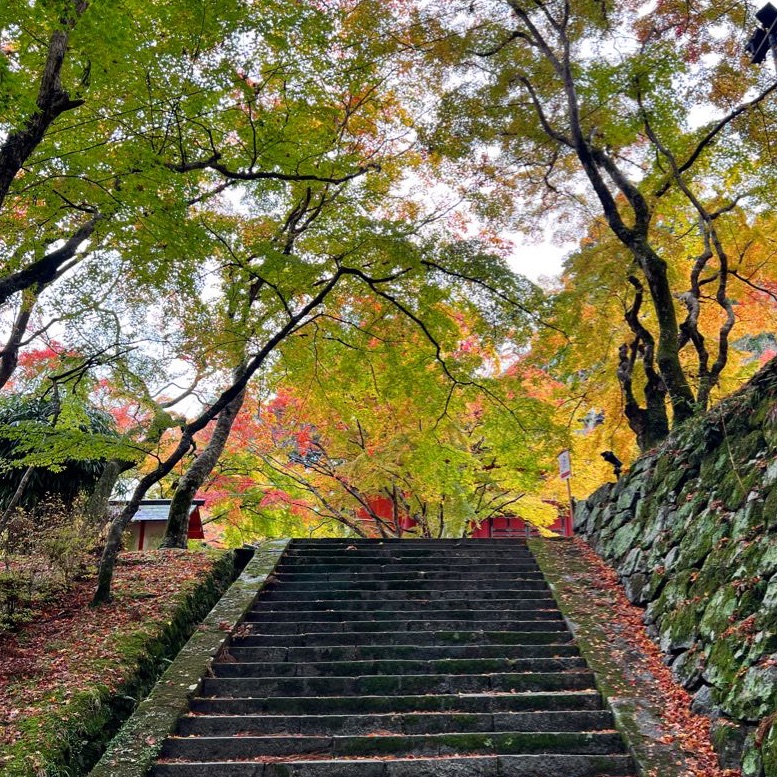 【奈良】历史悠久的神社,美丽的红叶