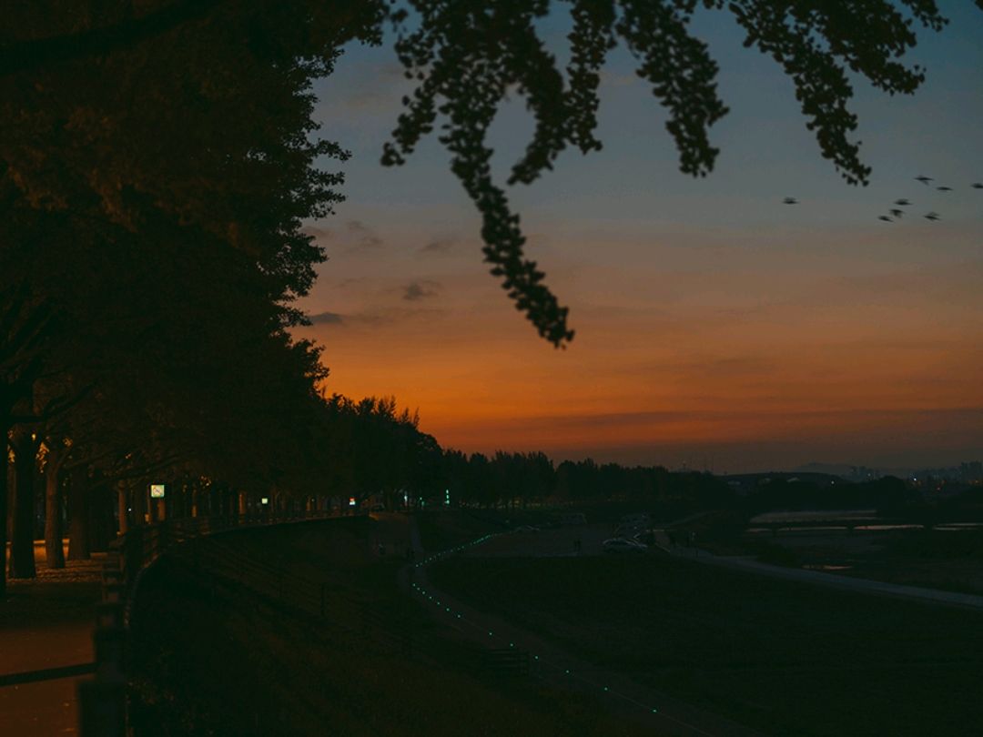 日出美丽的阿山银杏树路