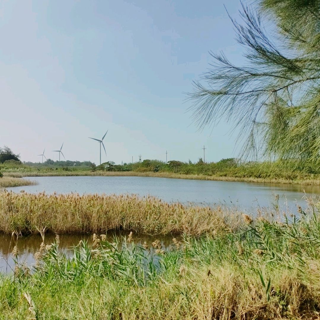 新竹香山湿地-赏鸟、沙丘、追风骑单车