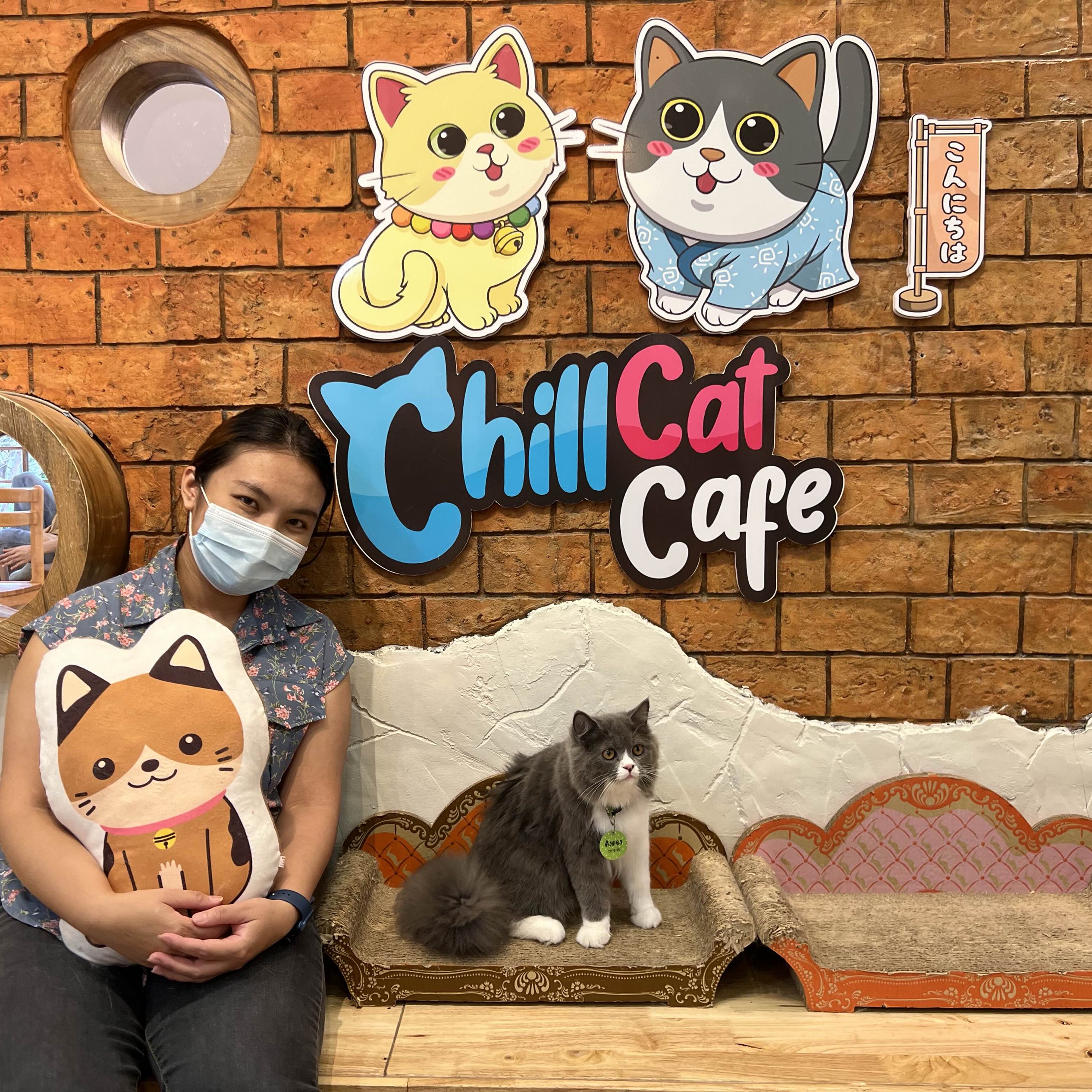 凉爽猫咖啡馆,佛统猫咖啡馆!!📌 🐱