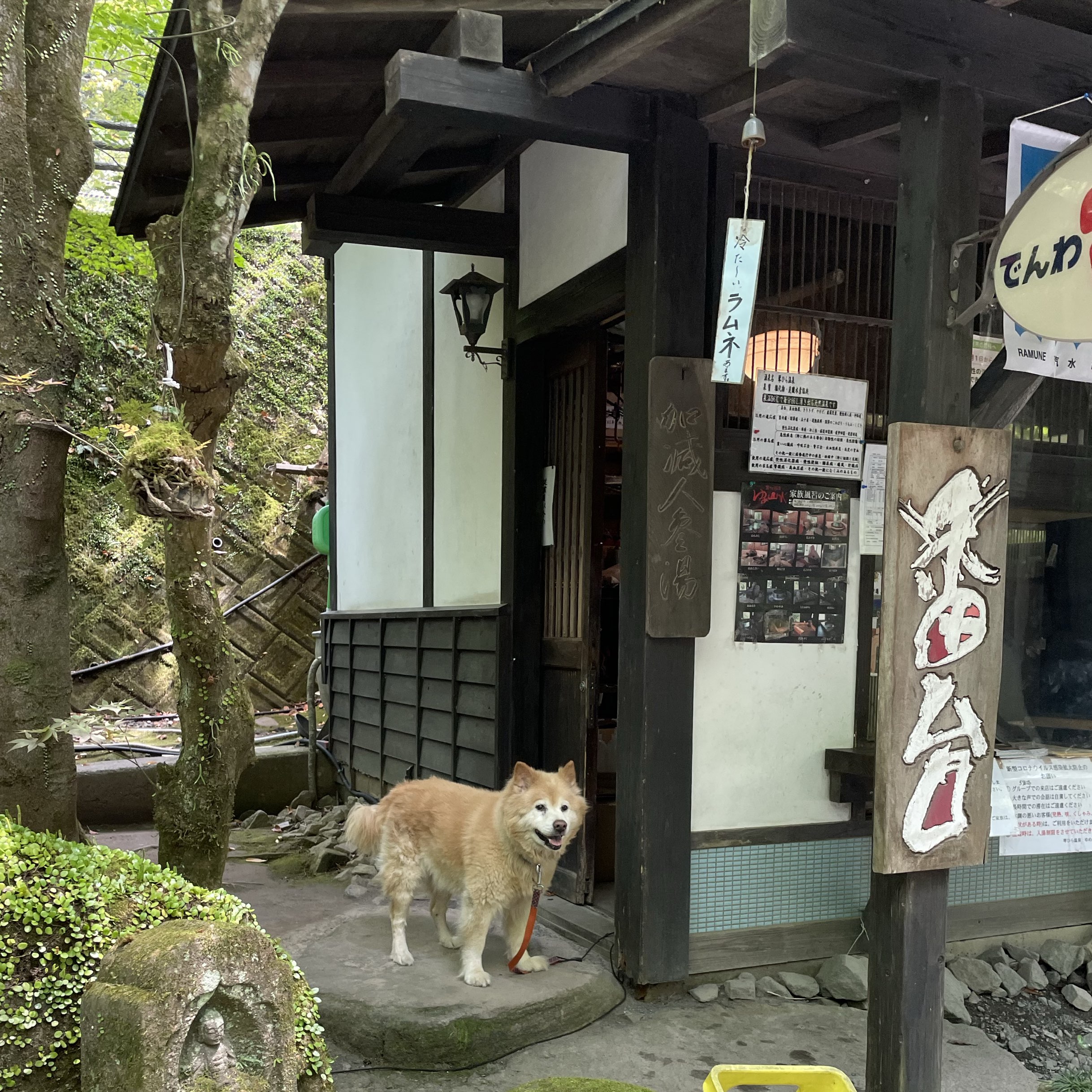 【大分】音仙县大分