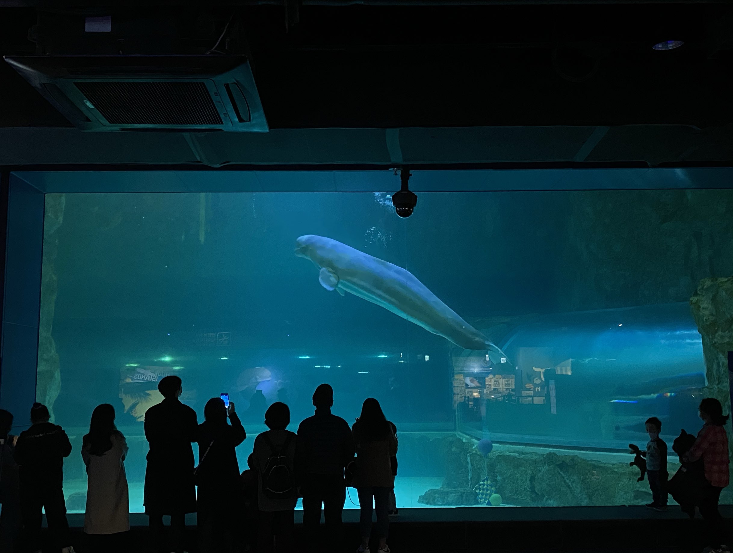 在乐天塔水族馆欣赏贝鲁加!