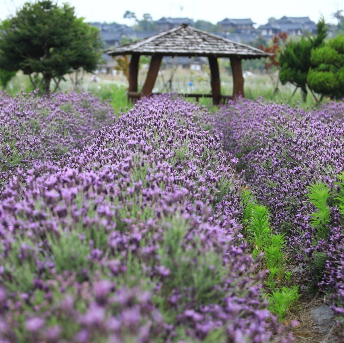 永山薰衣草地