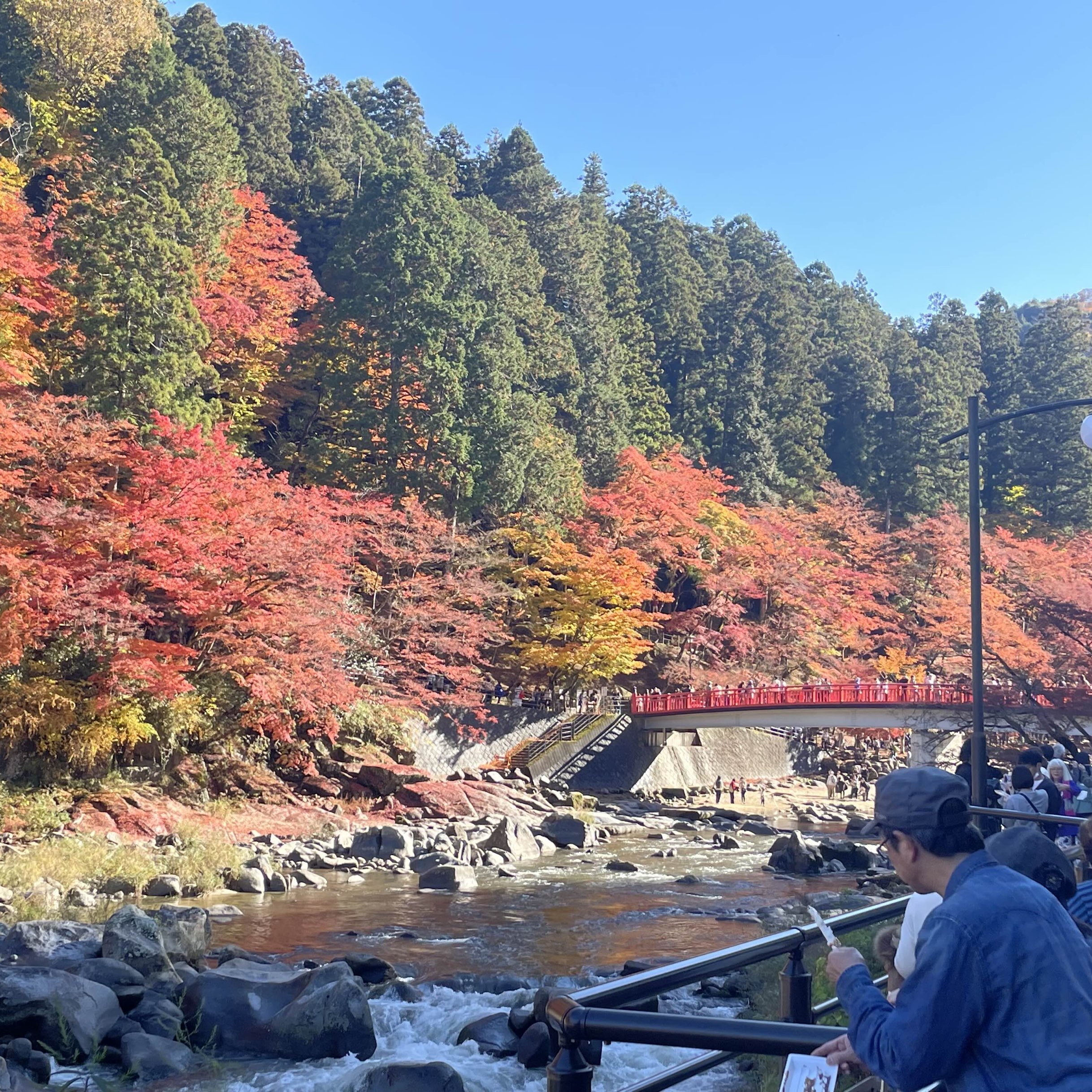 超级美的枫叶地点