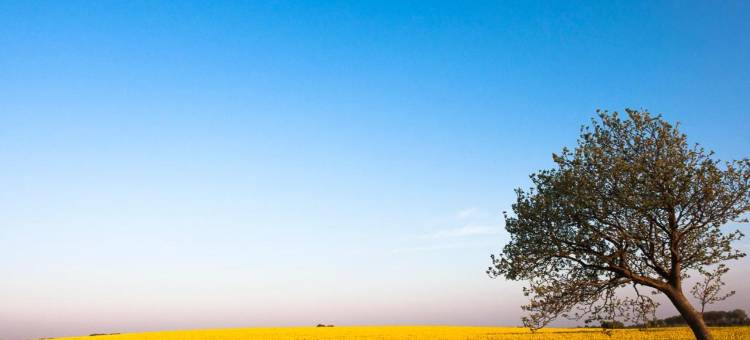 伽尼林登霍夫酒店(Lindenhof Hotel Garni)图片