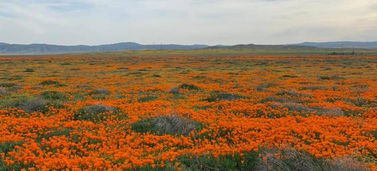 棕榈套房旅店(Palms Inn & Suites)图片