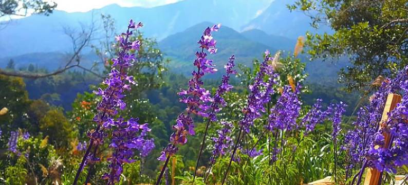 T天堂酒店(T Paradise)图片