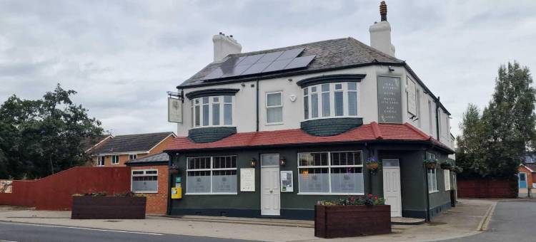 常春藤树(The Ivy Tree)图片