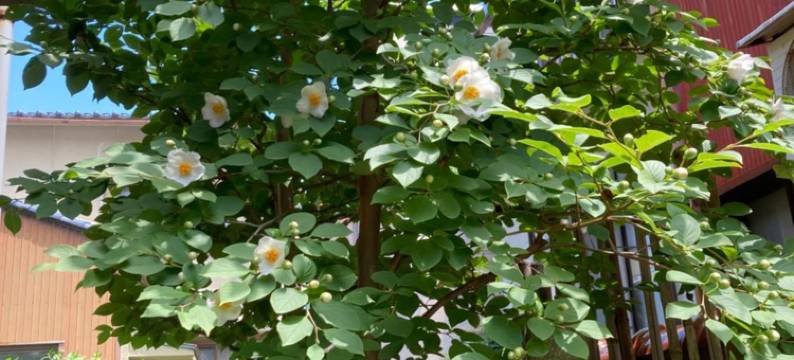 纳马斯特旅馆(Guesthouse Namaste)图片