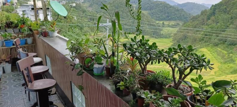 巴纳韦格林菲尔德餐厅旅馆(Banaue Greenfield Inn and Restaurant)图片