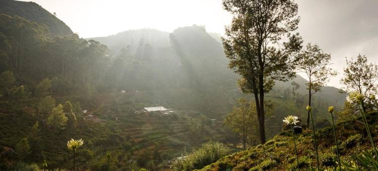 米娜阿玛茶体验旅馆(Meena Amma's Tea Experience)图片