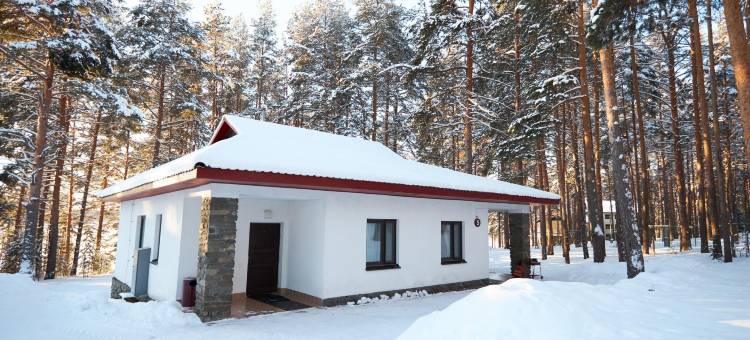 Cosmos Karelia图片