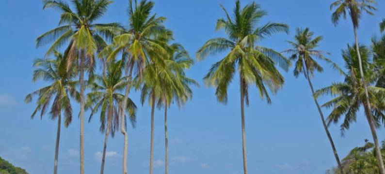 热浪岛德利马度假酒店(Delima Redang Resort)图片