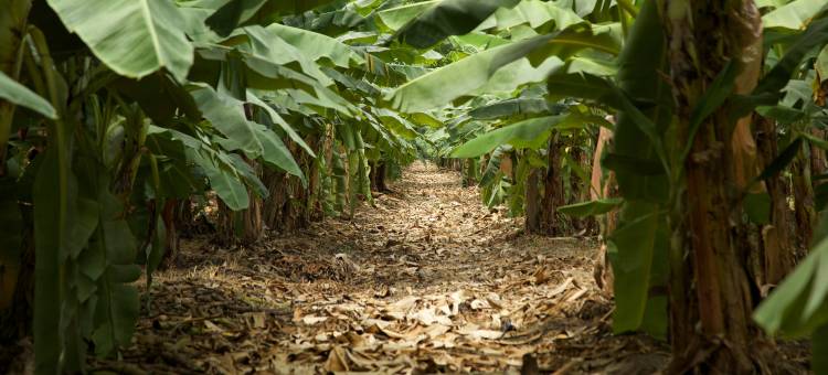 Maison Couturier, San Rafael, a Member of Design Hotels™图片