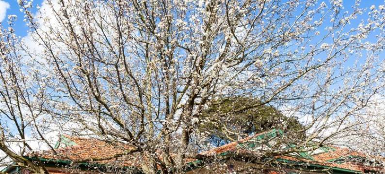 芒特维夫利联排别墅(Mount Waverley Townhouses)图片