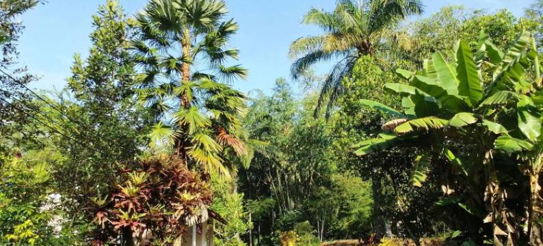 邦朋花园民宿旅馆(Suan Bang Bon Guest House)图片