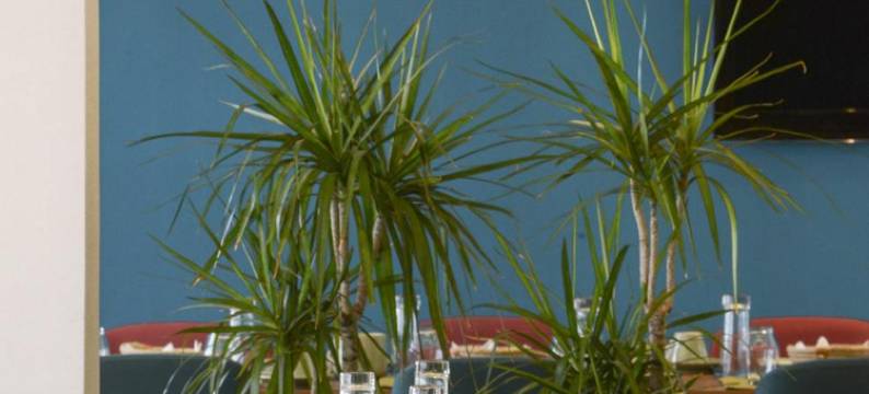 麦亚酒店套房(Maia Hotel Suites)图片