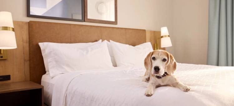 伦敦沃克斯豪尔Staybridge Suites酒店，IHG旗下(Staybridge Suites LONDON - VAUXHALL by IHG)图片