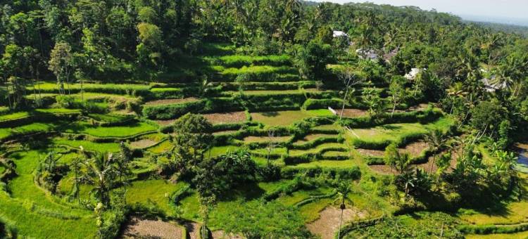 灵空公园Tetebatu(Lingkung Park Tetebatu)图片