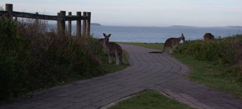 翡翠热带棕榈住宿加早餐旅馆(Emerald Tropical Palms B & B)图片