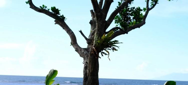 Lynn Resort Carita图片