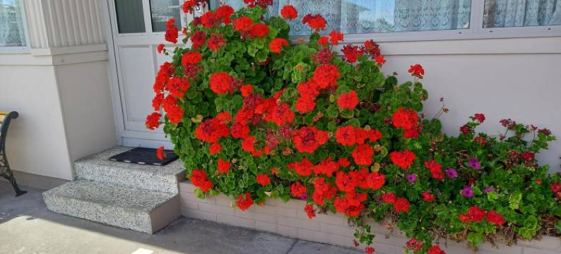 舒适酒店-泰斯塔(Comfort Inn Tayesta Motel)图片