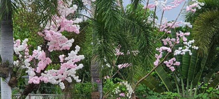 瑟拉酒店(Cerah Hotel)图片