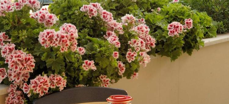 罗伊酒店(Hotel le Roi)图片