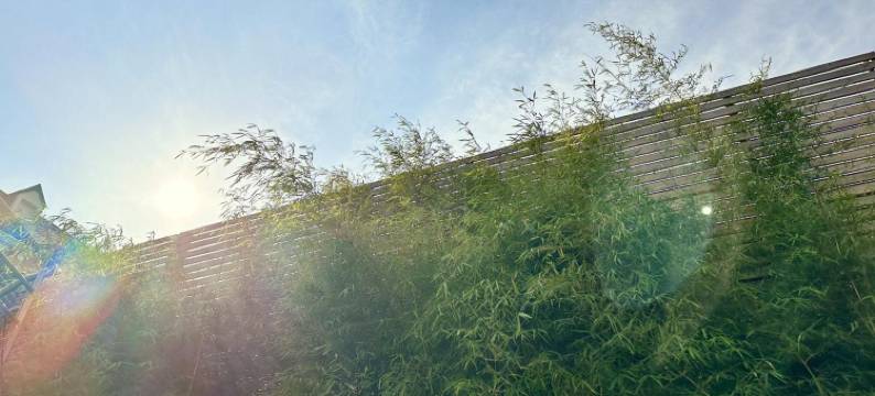 洛伊瑟阳台酒店(Le Patio de Loiseau)图片