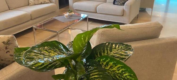 玛雅酒店(Hotel Maja)图片