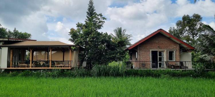 Les Rizieres Lombok - 稻田乡(Les Rizieres Lombok - Tetebatu)图片