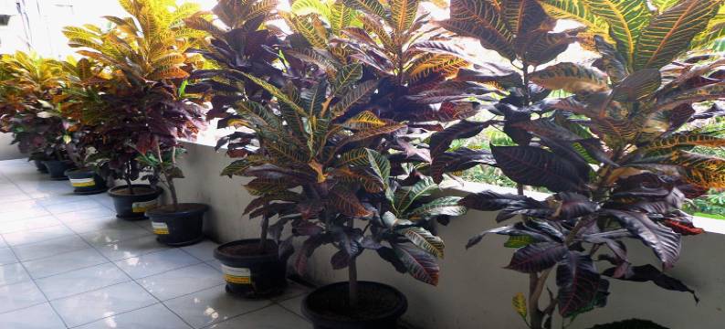 索罗格利亚苏亚酒店(Griya Surya Hostel)图片