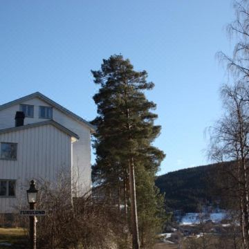 松林宾馆(Furulund Pensjonat)图片