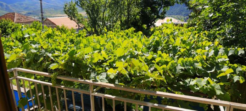 Guest House Green Veranda图片