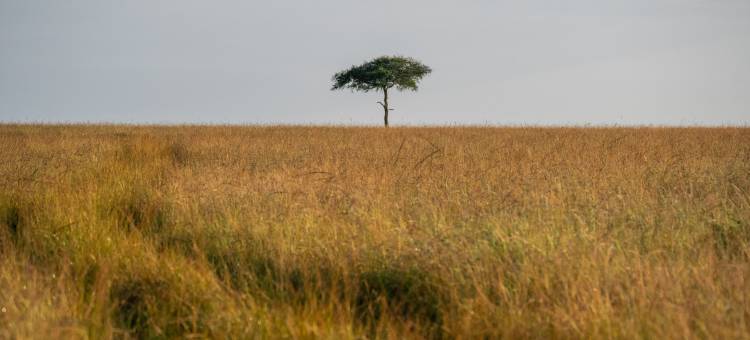 Kinara, a Luxury Collection Safari Camp, Masai Mara图片