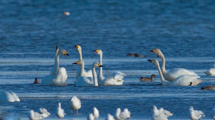 5-day 4-night · Private Tour · China + Inner Mongolia + Chifeng + Wulanbutong Steppe Tourist Area + Dali Lake + Yulong Sand Lake