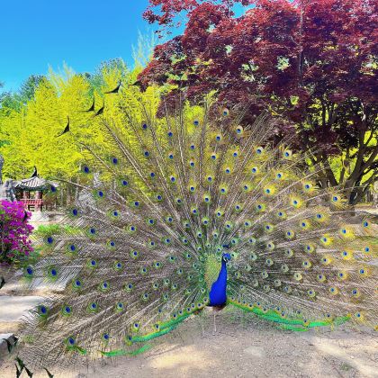 韩国首尔+春川市+水原+N首尔塔+南怡岛+水原华城6日5晚拼小团