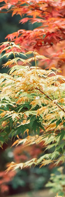 浅山森林美术园-荆州