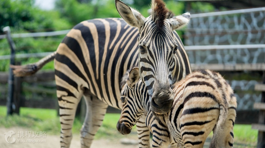 頑皮世界野生動物園