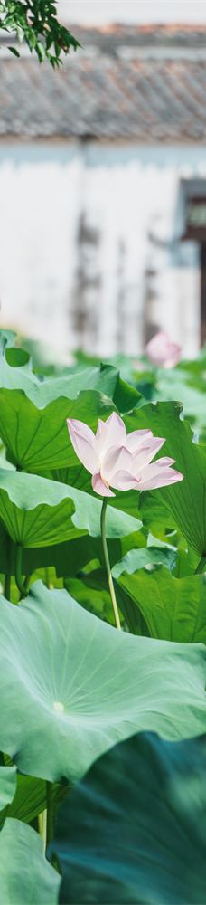 清漾毛氏文化村-江山