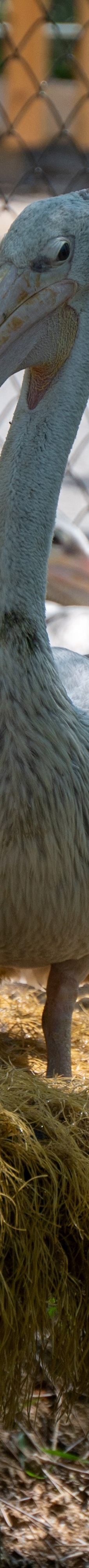 桐城动物园-桐城