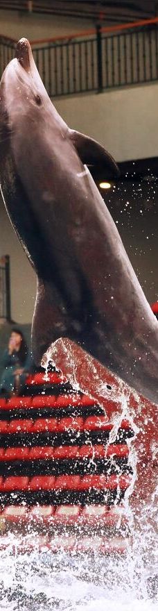 郑州海洋馆-郑州